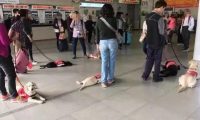 乘坐地铁偶遇一群拉布拉多,原先是导盲犬小小的见习生!