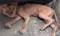 宠物猫被抛弃后,流落街头变成“无毛猫”,惨遭嫌弃依旧顽强求生