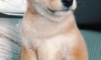 分手后后,盆友送了只柴犬,没预料到狗狗还可以把女孩从失恋中拯救出去