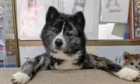 80斤柴犬喜欢熊抱,日本小姐姐险些被压伤