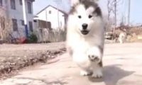 狗狗为接主人回家，一路高兴狂奔，下面这幕却把人笑坏掉！