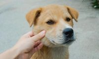 形似柴犬的大黄狗遭遗弃,流浪街头苦等主人归来