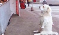 狗子中途被卤菜吸引住，蹲着店铺门口耍无赖，不买就不动