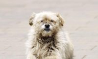 流浪狗在路边瑟瑟发抖,洗干净后颜值惊艳众人,竟是一只比熊犬