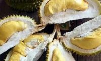 铲屎官回家吃榴莲，成果狗子疯狂闻自己屁股…笑喷了！