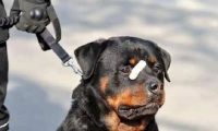 小黑警犬眉眼间横贴ok蹦 坚定小表情萌翻网友