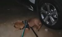 小主人车上睡觉,小金毛死守车旁不愿离开,狗狗:主人,快去快回