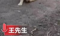 主人给自己的宠物做的房子 | 男子为狗狗做了一个公寓 让所有狗狗都眼馋