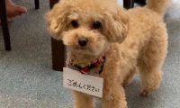 狗子喜欢偷窥美容师，主人就给它挂了个牌…引全场爆笑！