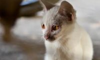 邯郸市区频现流浪猫狗 提醒：不要擅自饲养