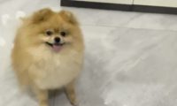 父母被封控，13岁孩子带猫狗独居66天，还把“狗和猫都养胖了”！