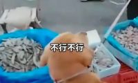 狗狗在虾摊上尿尿,老板要求主人买下价值1千8的虾,双方争执不下