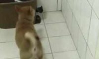 狗狗忽然跑进洗手间,主人好奇心跟了以往,下一秒让主人看愣住!