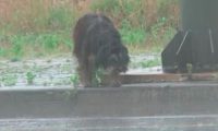 狗狗被前主人送给朋友后却被遗弃,它风雨中等待4个月终又回到家