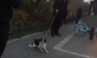 被城管盘查狗证，主人将狗扔进河里，连老伴也装不认识
