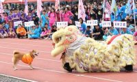 校犬误校庆入舞狮表演 一场即兴表演逗笑同学们