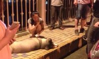 一个窨井的井盖带电 百斤宠物犬过路时遭电击死亡
