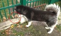 二哈在废弃工厂发觉3只小奶狗,主人刚想抱走,結果狗妈来啦