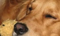 金毛正在睡觉，短毛猫路过放了个屁，狗子顿时抓狂：这味儿太刺激