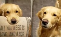 黄金猎犬为了吃 叼枕头向主人高调示爱