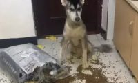 阿拉斯加狗狗在家里撒狗粮,宠主回家后血压瞬间升高,要吃吗?