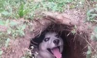 主人用土坑搭建狗窝，二哈一脸嘚瑟乐坏了