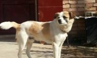 中华田园犬那么优秀,养的人依旧不多