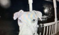 狗狗被烟花吓得离家出走，在主人正心急如焚时，它回来了