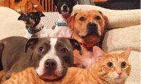 小宝宝刚出生 4只狗狗和一只猫咪抢着要照顾