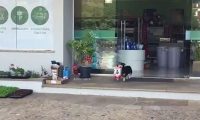 狗子懂得自己去宠物店买狗粮，偶尔还会帮忙买猫粮