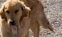 金毛犬两次叼蛇回家,送给主人做“礼物”