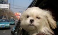 狗狗在私家车上闹腾 导致三车追尾