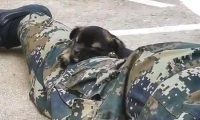 小奶狗趁酷帅士兵不留意,竟悄悄跑来亲脸蛋儿,还趴到其腿上打瞌睡