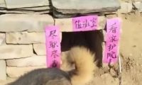 送奶奶一只狗狗,见到狗狗的窝后,笑到胃抽筋:大佬,求带!