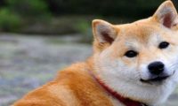 朋友上班把空调关了,晚上回来看见柴犬的表情,他懵了