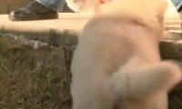 松狮奶狗被阶梯缠住,短腿日常生活一直填满艰难困苦,柯基终于有伴了