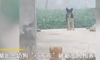 小奶狗被养一个月，狗妈妈突然出现瞬间破防