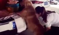 狗狗非让女主角抱才肯上车，主人急得一巴掌拍它臀部！