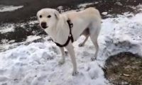 刚生完小狗的拉布拉多犬,被丢在冰天雪地,它的哀嚎声让人心疼