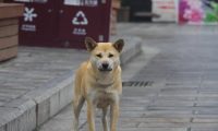 狗狗总被欺负,主人给它画了妆,从此无狗狗敢接近它!