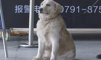 巡查犬发觉一个小孩子在抽泣，公安民警掌握后禁不住赞美：也太厉害了吧