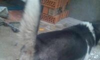 把二哈送老家寄养,脏成流浪狗就算了,狗碗里的东西,像养猪一样