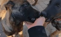 狗妈妈没了，三只狗狗即将被主人卖掉，狗狗们相互依偎：我们不想分开