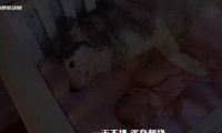 狗狗竟然会主动照顾小宝宝,简直太懂事了!||你见过如此…