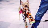 温暖!治愈犬和爱人猫的大家庭 有故事的一狗三猫