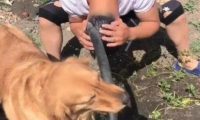 狗狗聪明乖巧善解人意，可惜遇上二货主人，这表情简直绝了