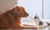 宠物盲盒再现,多只猫狗死亡,生命岂是生意游戏?