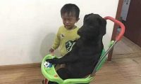 狗狗越来越膨胀,挤开小主人独占婴儿椅,把小主人逼得哇哇大哭