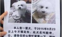 别人帮忙找到宠物狗 | 宠物狗丢了“网友”帮忙寻找，向主人索要近3万涉嫌诈骗被诉