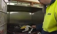 澳洲一男子帮狗做口对口人工呼吸 救回一命